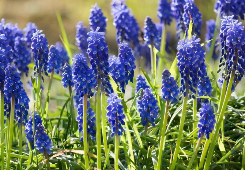 Create meme: mouse hyacinth, mouse hyacinth muscari blue, muscari mouse hyacinth