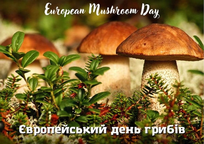 Create meme: mushrooms , noble mushrooms, by mushrooms