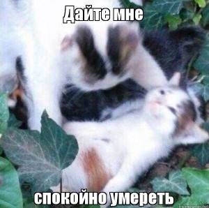 Create meme: picture adyjay original, aduhai meme cat, aduhai meme cats