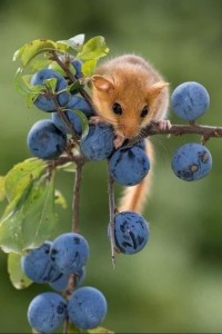 Create meme: mouse, the cute animals, hazel Dormouse