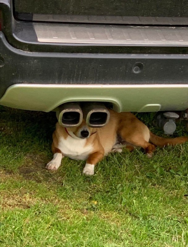 Create meme: exhaust with eyes, the dog in the car, memes with dogs