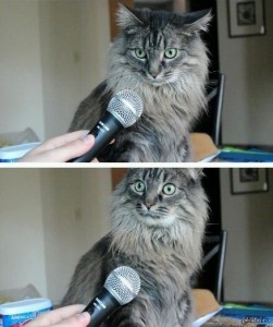 Create meme: the surprised cat, meme surprised cat, cat with microphone