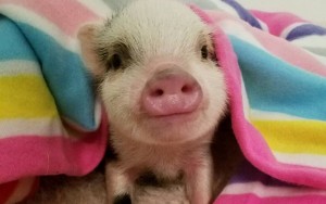 Create meme: meat, cute pig