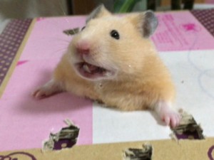 Create meme: hamsters, hamster, hamster