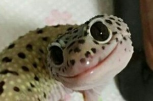 Create meme: reptile, lizard, albino