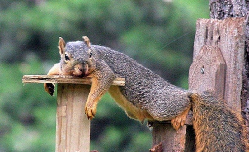 Create meme: tired squirrel, squirrel is tired, lazy squirrel