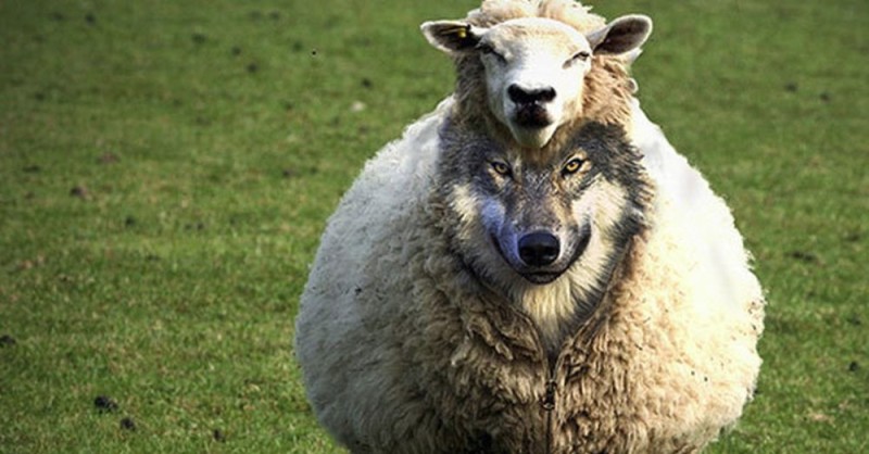 Создать мем: овца, злая овца, волк и овцы
