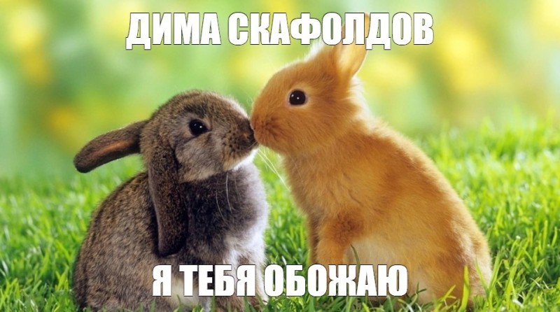 Create meme: rabbits are cute, the cute bunnies, beautiful rabbits