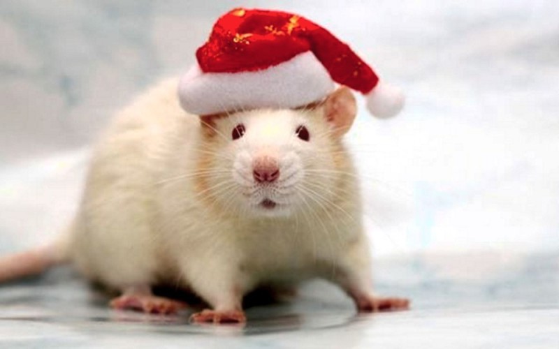 Создать мем: кто крысятину ел на новый год, белая крыса, крыса новый год