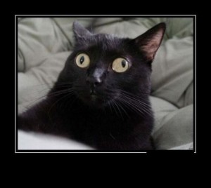 Create meme: Kote, cat, cat eyes in different directions