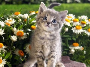 Create meme: animals, cat, kitten in daisies