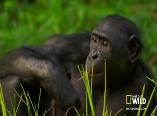 Create meme: chimpanzees, bonobos breeding females, monkey