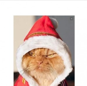 Create meme: Gary, christmas cat, the most famous cat