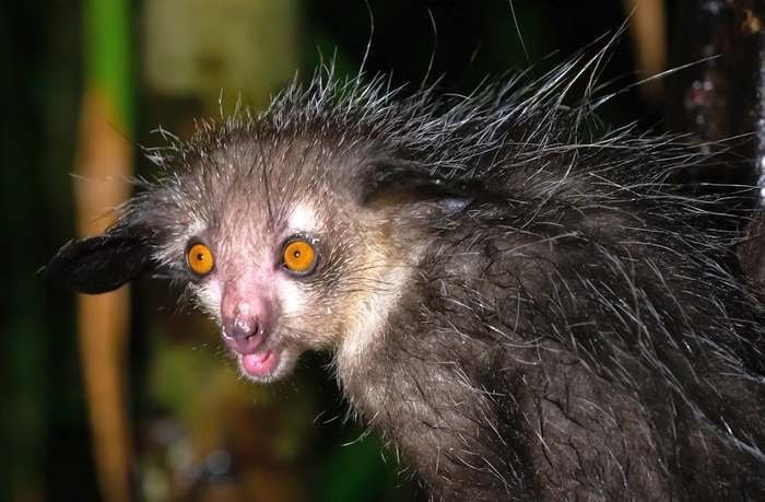 Create meme: Malagasy reconozca, ay ay animal, the scariest animal in the world