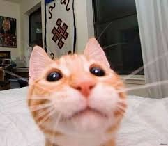 Create meme: cute cats funny, the ginger cat is funny, cat selfie