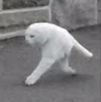 Create meme: cat , Hey cat, white cat 