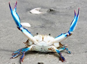 Создать мем: крабы, живой краб, blue crab