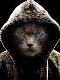 Create meme: hood, cat, the cat in the hood at ava