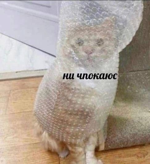 Создать мем: котэ, кот юмор, коты в пленке