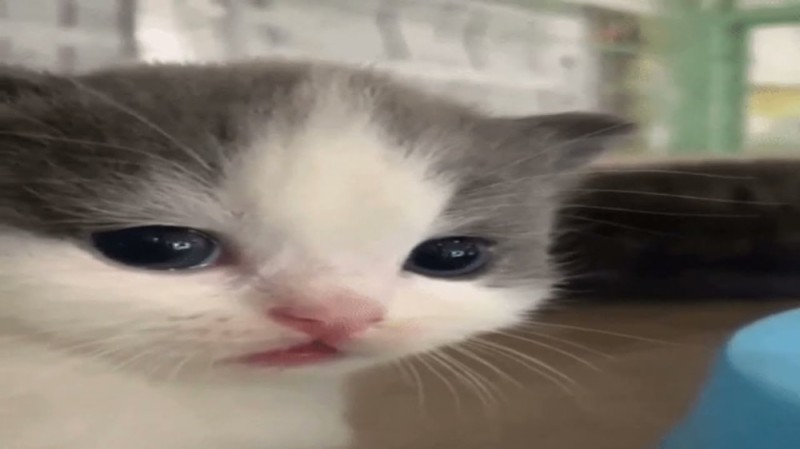 Create meme: the cat is happy, crying kitten, cat 