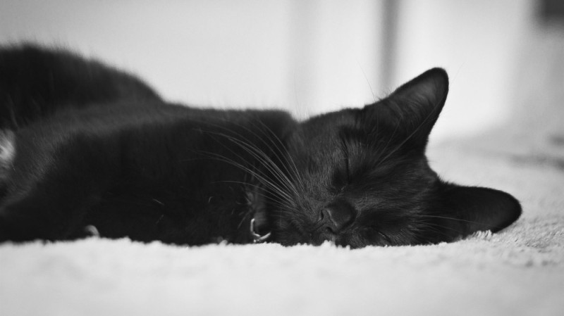 Создать мем: грустный черный кот, черный кот лежит, красивый черный кот