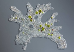 Create meme: amoeba, the common amoeba