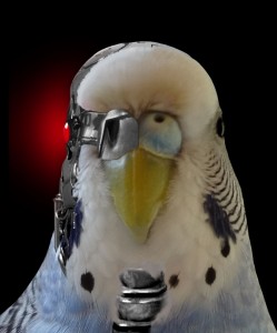 Create meme: parrots, budgie, parrot