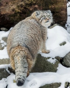 Создать мем: дикий кот манул, сибирский дикий кот манул, кот манул