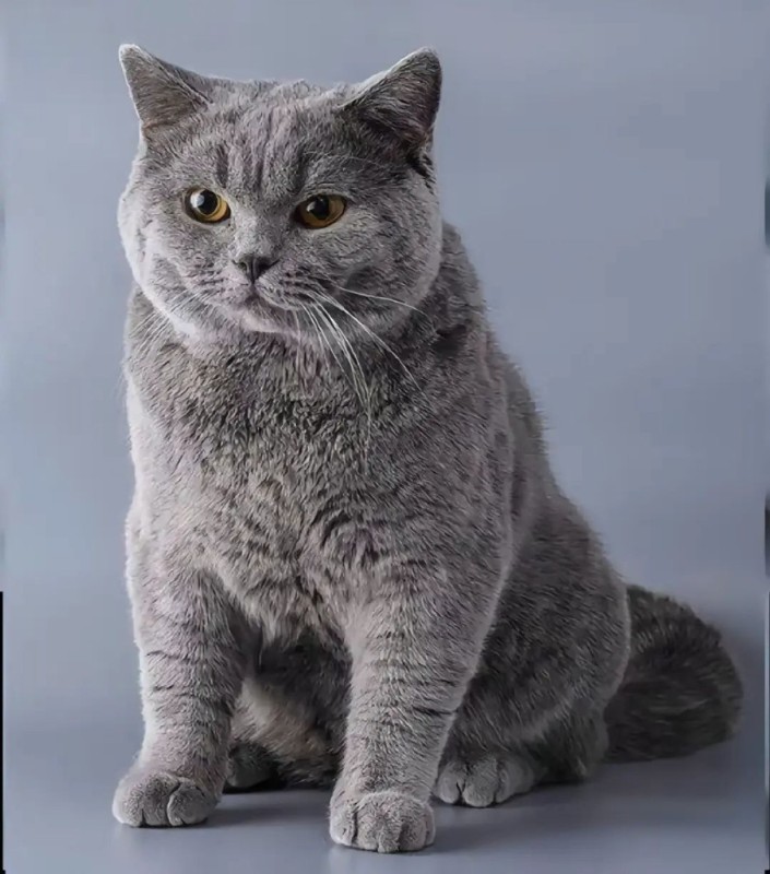 Create meme: British breed cats, British shorthair cat, British cat 