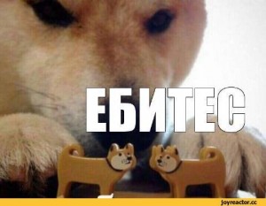 Создать мем: мемы, the dog, мем ебитес