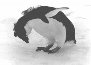 Create meme: penguin, penguin bow