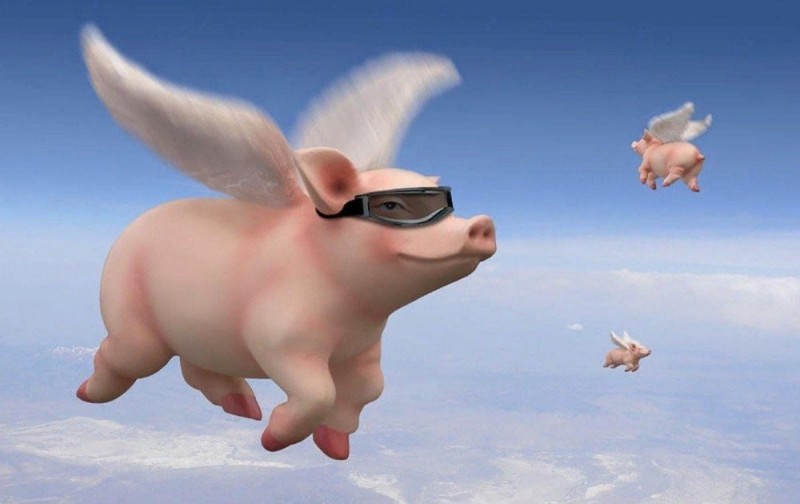 Создать мем: летающая свинья мем, день летающих свинок 27 марта, свинья с крыльями