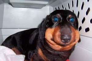 Create meme: dog, Dachshund meme, dog got stung by a bee