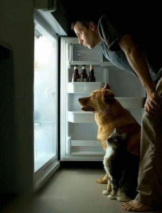 Холодильник юмор картинки