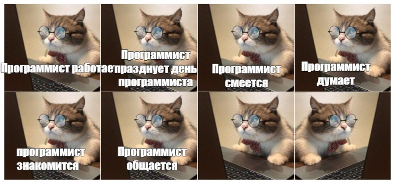 Create meme: the cat is cool, funny cats , cats are funny
