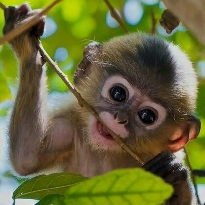 Create meme: funny monkeys, beautiful monkey, cute monkeys