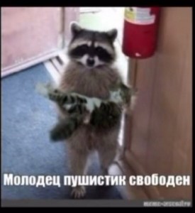 Create meme: cat, raccoon gargle