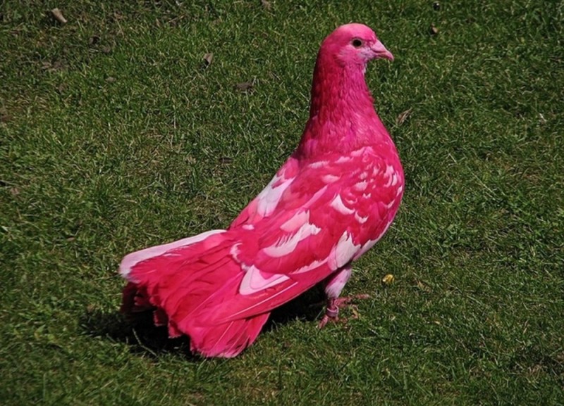 Создать мем: розовые птички, розовая птица, красный голубь