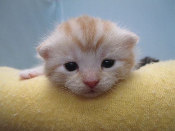 Create meme: adorable kittens, kitten redhead, cat 