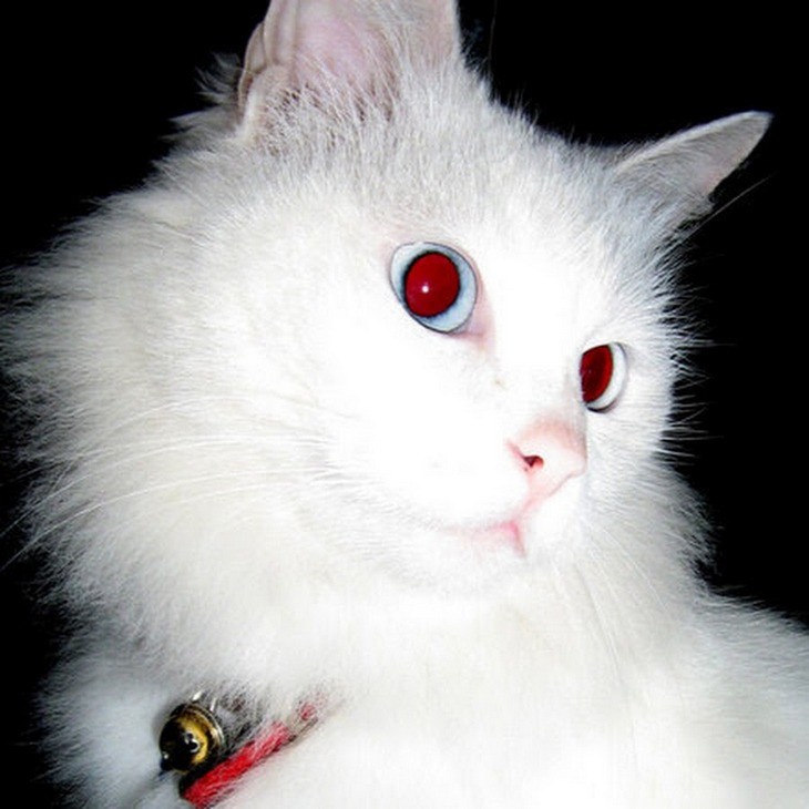 Create meme: angora albino cat, white cat with red eyes, white vampire cat