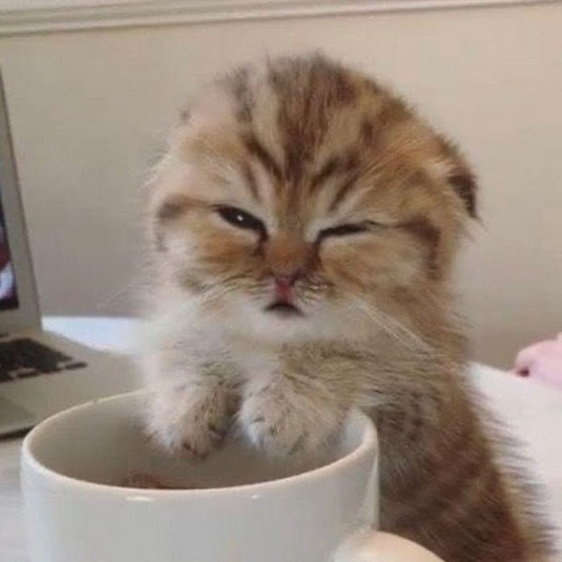 Create meme: sleepy cat with coffee, morning cat, good morning cat meme