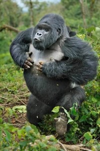 Create meme: drunk gorilla, the gorilla beats his, Silverback Gorilla