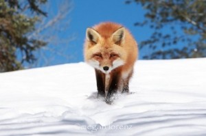 Create meme: chanterelle, red fox, the Fox in winter