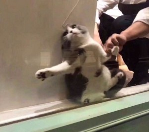 Create meme: the cat stuck in the window meme, boxer cat video, meme stuck in the window cat