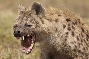Create meme: hyena animal, hyena