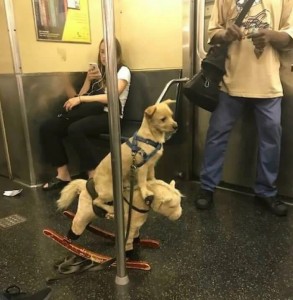 Создать мем: странные люди в метро, метро приколы, собака в метро