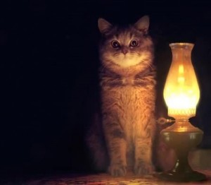 Create meme: turn off the lights, cat cat, remained without electricity