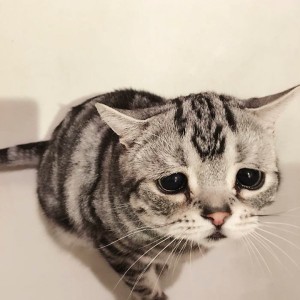 Create meme: sad cat, the saddest cat, sad cat