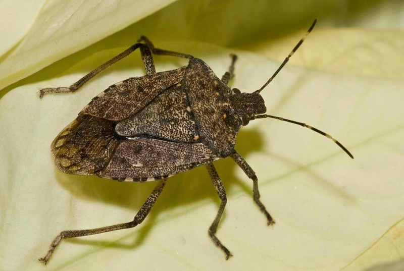 Create meme: brown marble bug halyomorpha halys, brown marble bug, The stink bug is a bug