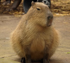 Create meme: the largest rodent is the capybara, capybaras, capybara animal